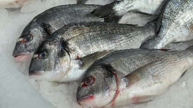 Raw chilled dorado fish lies on shallow ice in a fish shop. Healthy eating, omega. Close-up.