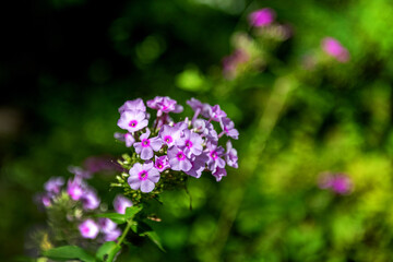 The beautiful flower and leaves in the gaden on summer.