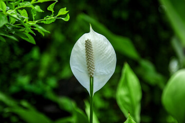 The beautiful flower and leaves in the gaden on summer.