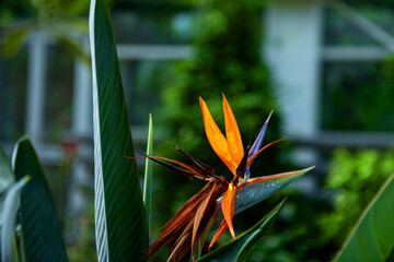 The beautiful flower and leaves in the gaden on summer.