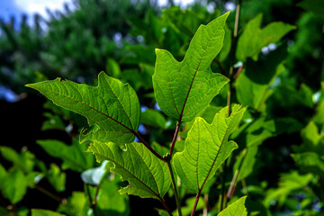 The beautiful flower and leaves in the gaden on summer.