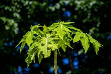 The beautiful forest and blue sky on summer season.
