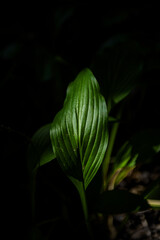 The beautiful flower and leaves in the gaden on summer.