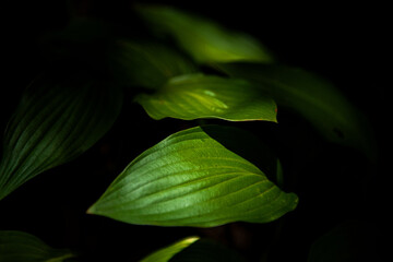 The beautiful flower and leaves in the gaden on summer.