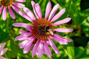 Obraz premium Bee on a vibrant purple coneflower or Echinacea.
