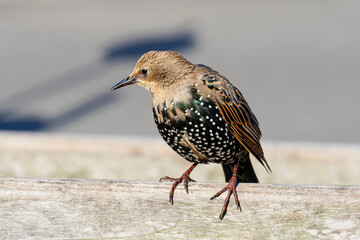 Close up of a young Common Starling.