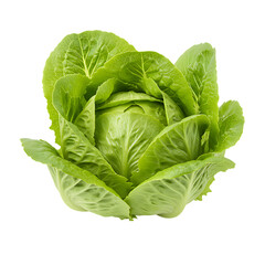 Obraz premium Crisp fresh head of romaine lettuce, with its vibrant green, deeply ribbed leaves forming a classic compact shape.
