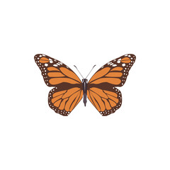 Beautiful monarch butterfly illustration with detailed orange and black wings. Perfect for nature design, wildlife art, insects, garden decoration, and educational vector illustration.