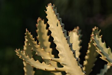 Cactus Close-Up Photography