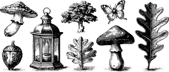 Enchanted forest elements in vintage engraving style: mushrooms, lantern, oak leaves, and butterfly illustration for design
