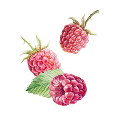 Raspberry watercolor. Hand drawn illustration of beautiful ripe berries and green leaves isolated. Botanical clip art for jam, marmalade and drinks label design.