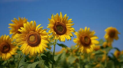 Fototapeta premium A vibrant field of sunflowers stands tall against a clear blue sky, showcasing their bright yellow petals and distinctive brown centers.