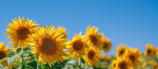 Obraz premium A bright field of sunflowers under a clear blue sky, showcasing vibrant yellow petals and green foliage, creating a cheerful and uplifting scene.