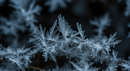 Icy Frost Crystals Forming on Branch in Wintertime Closeup