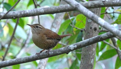A small, brown bird perches delicately on a branch, its plumage blending seamlessly with the surrounding foliage.
