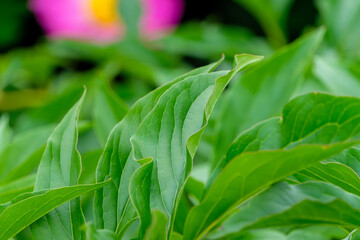 Obraz premium 新緑に映えるシャクヤクの葉のクローズアップ