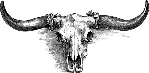 Fototapeta premium Vintage bull skull engraving in retro style for art and design