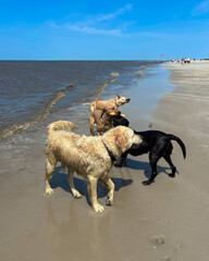 Group of dogs on the sandy seashore