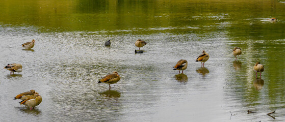 Flock of Egyptian geese standing in lake water, reflections in water