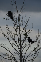 Silhouettes of two crows on tree on dark clouds background
