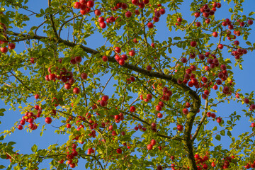 Red berries and green leaves of Mirabella on blue sky background