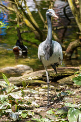 Demoiselle Crane, Anthropoides virgo are living in the bright green meadow during the day time