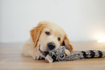 Golden Retriever puppy playing with a toy. Outdoor activity concept. Friendship with a dog. Pet...