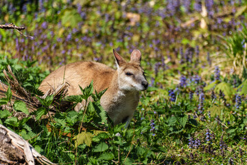 The agile wallaby, Macropus agilis also known as the sandy wallaby