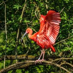 The Scarlet ibis, Eudocimus ruber is a species of ibis in the bird family Threskiornithidae.