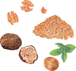 Vector watercolor illustration set of whole walnuts in shell, walnut kernels, heap of walnuts, whole truffle, sliced truffle, and fresh mint leaves