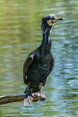 The great cormorant, Phalacrocorax carbo sitting on a branch