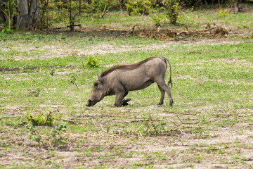 common warthog in Okavango delta in Botswana, drinking water at the waterhole, rocks and vegetation muddy terrain