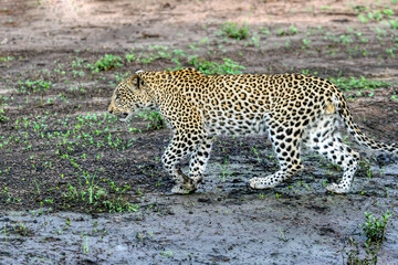 leopard walking in Okavango delta in Botswana, ,vegetation muddy terrain, endangered species environmental conservation
