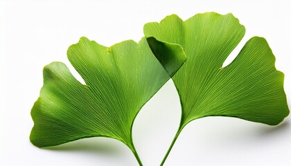 Fototapeta premium Ginkgo Leaves Isolated On White Background
