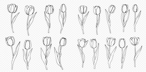 Collection of hand-drawn tulips, various styles and sizes, line art.