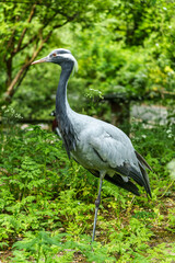 Demoiselle Crane, Anthropoides virgo are living in the bright green meadow during the day time
