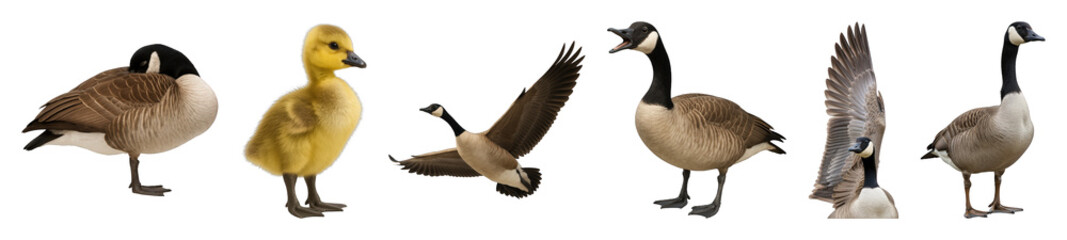 Canada Geese Set Including Adult