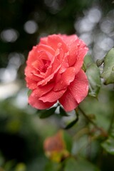 red rose in garden