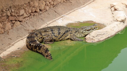Group of Nile crocodiles basking on a riverbank by a green pond – dangerous reptile wildlife with armored scales, teeth and tails; gator/caiman family resting