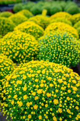 Jumbo Mums in a floral garden