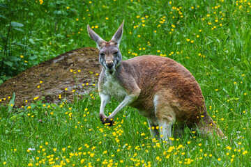 The red kangaroo, Macropus rufus is the largest of all kangaroos and the largest extant marsupial.