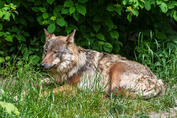 European Grey Wolf, Canis lupus in a german park