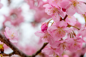 春の桜の花が咲く美しいクローズアップ