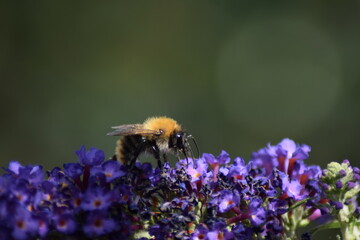 Bee on purple flower in the sun