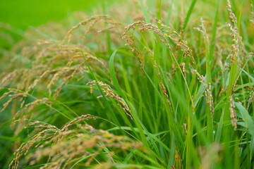 Rice. A large area of rice seedlings growing in the fields of Korea.