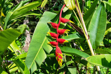 Flower of Heliconia rostrata also know as False bird of paradise