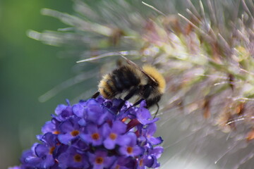 Bee on purple flower in the sun