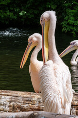 White Pelican, Pelecanus onocrotalus also known as the Eastern White Pelican