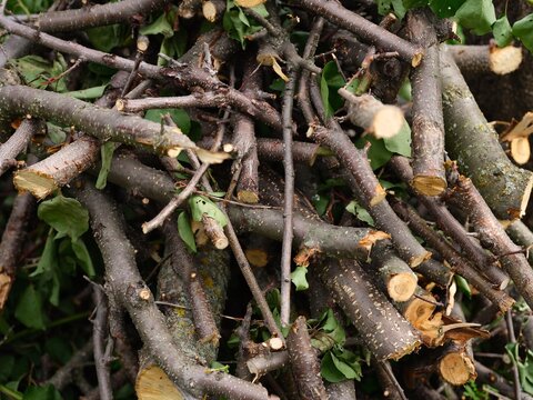 Pile of branches and twigs. Close-up