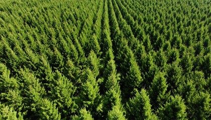 Aerial view of a vast, evenly spaced coniferous plantation